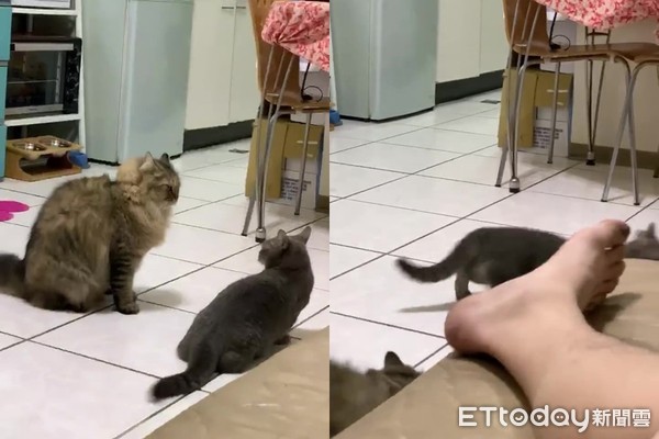 主人打架猫咪怎么想的,主子打架怎么解决