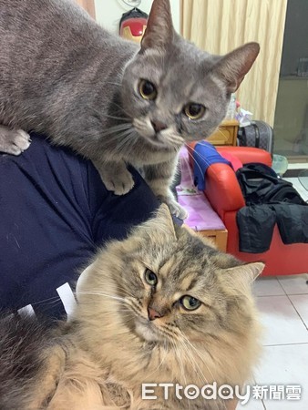 主人打架猫咪怎么想的,主子打架怎么解决