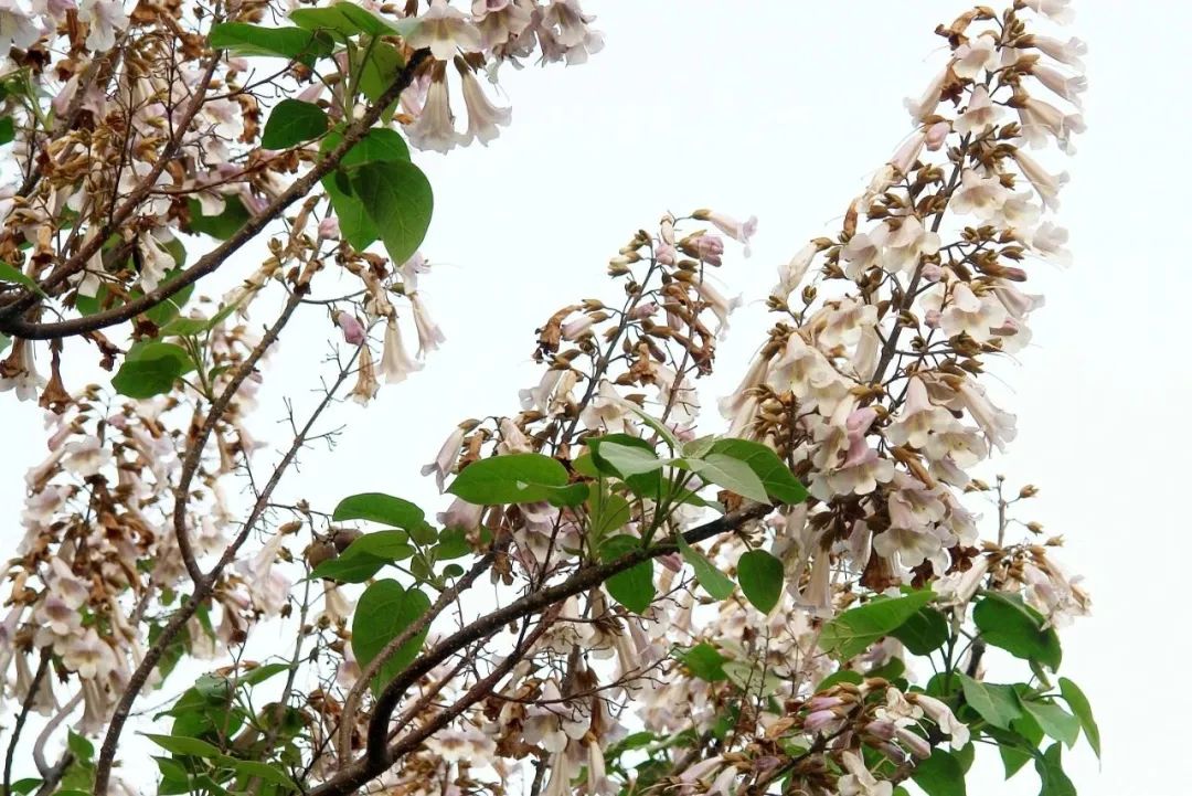 今日清明雨初晴,今日清明共寄哀思