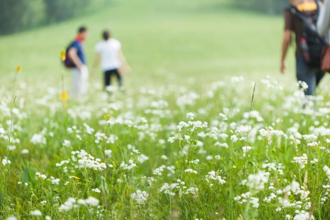 今日清明雨初晴,今日清明共寄哀思