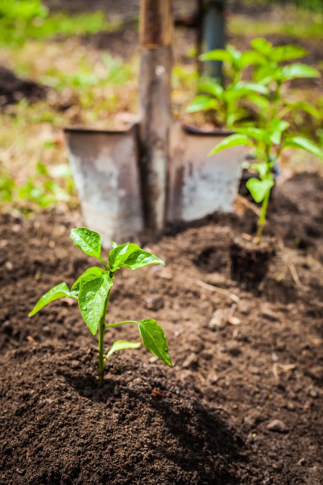 今日清明雨初晴,今日清明共寄哀思