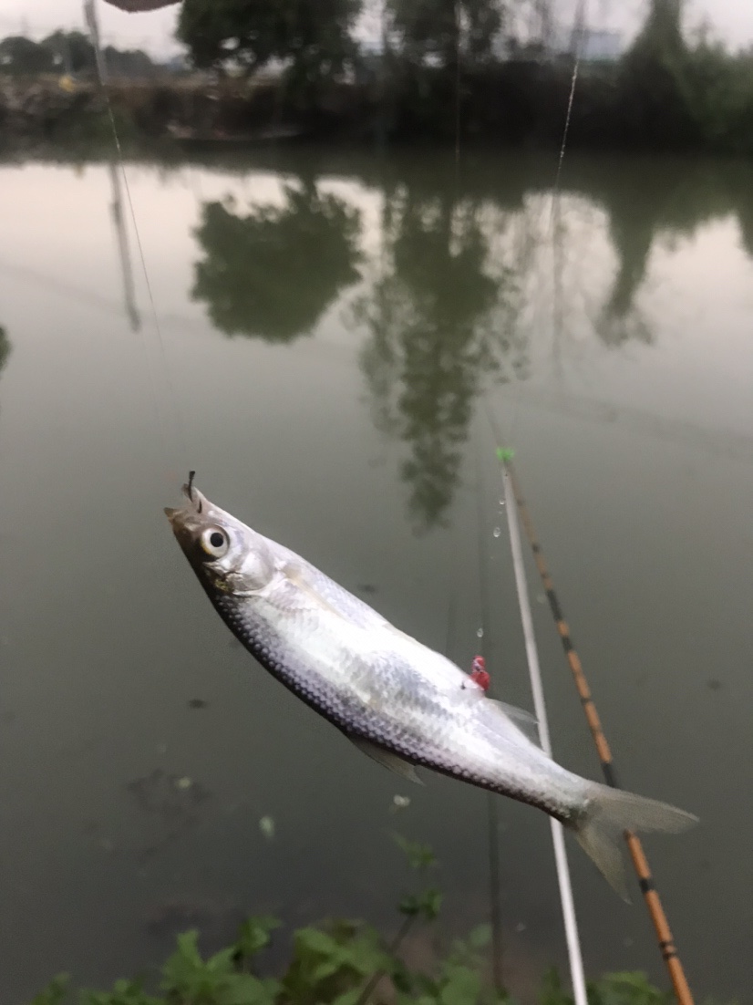 钓鱼独行者,野钓独行者