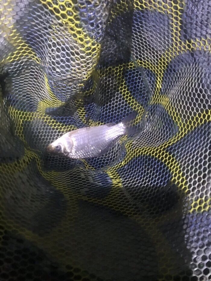 钓鱼独行者,野钓独行者