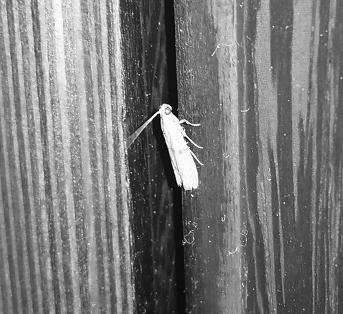 飞蛾月月不请自来？居民诉烦恼专家解疑释惑