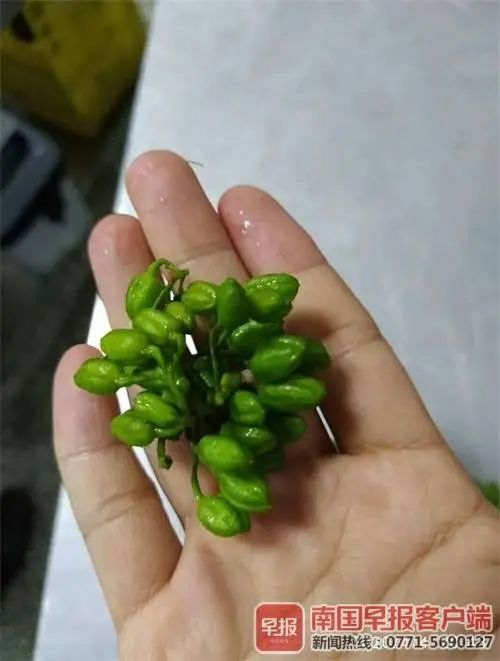 一家人误食毒蘑菇汤导致中毒,一锅汤毒晕一家三口