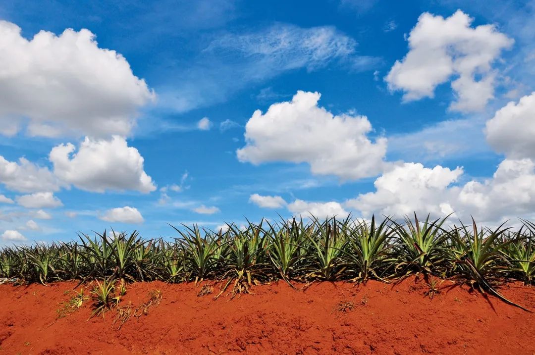 中国菠萝第一镇在哪里,波罗的海在中国哪个省