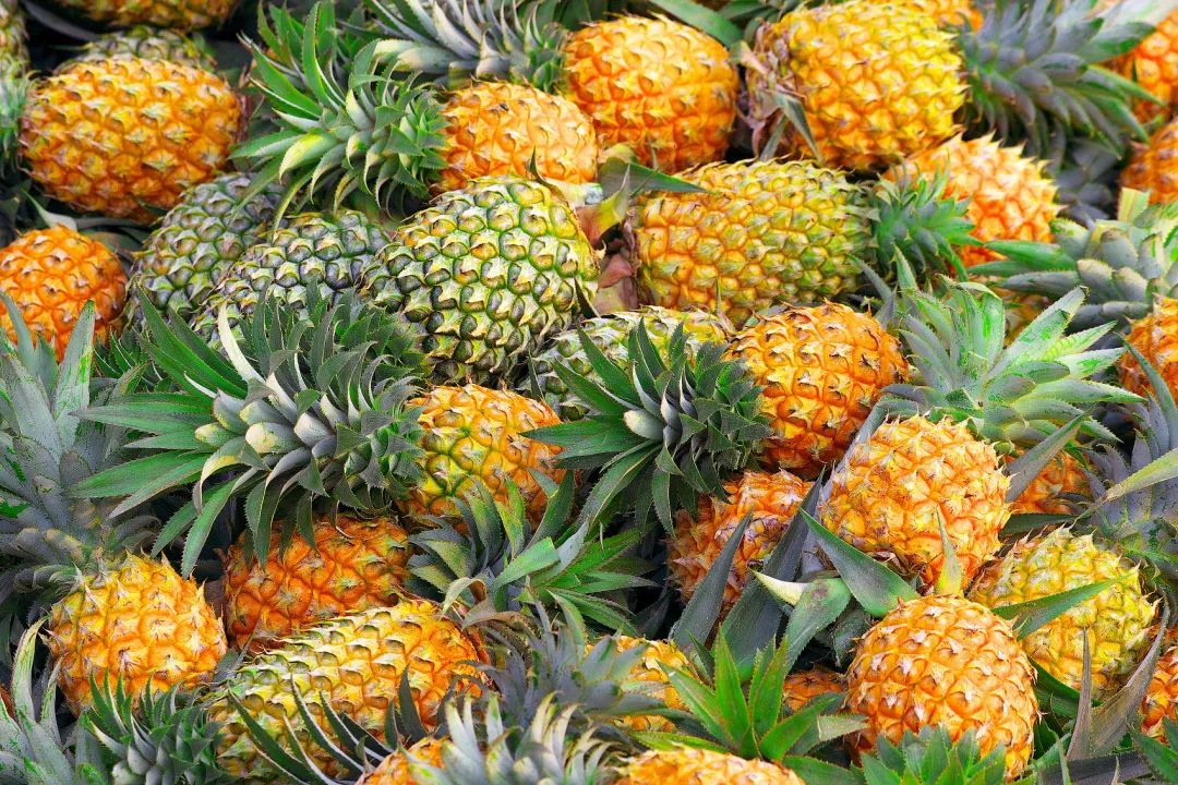 中国菠萝第一镇在哪里,波罗的海在中国哪个省