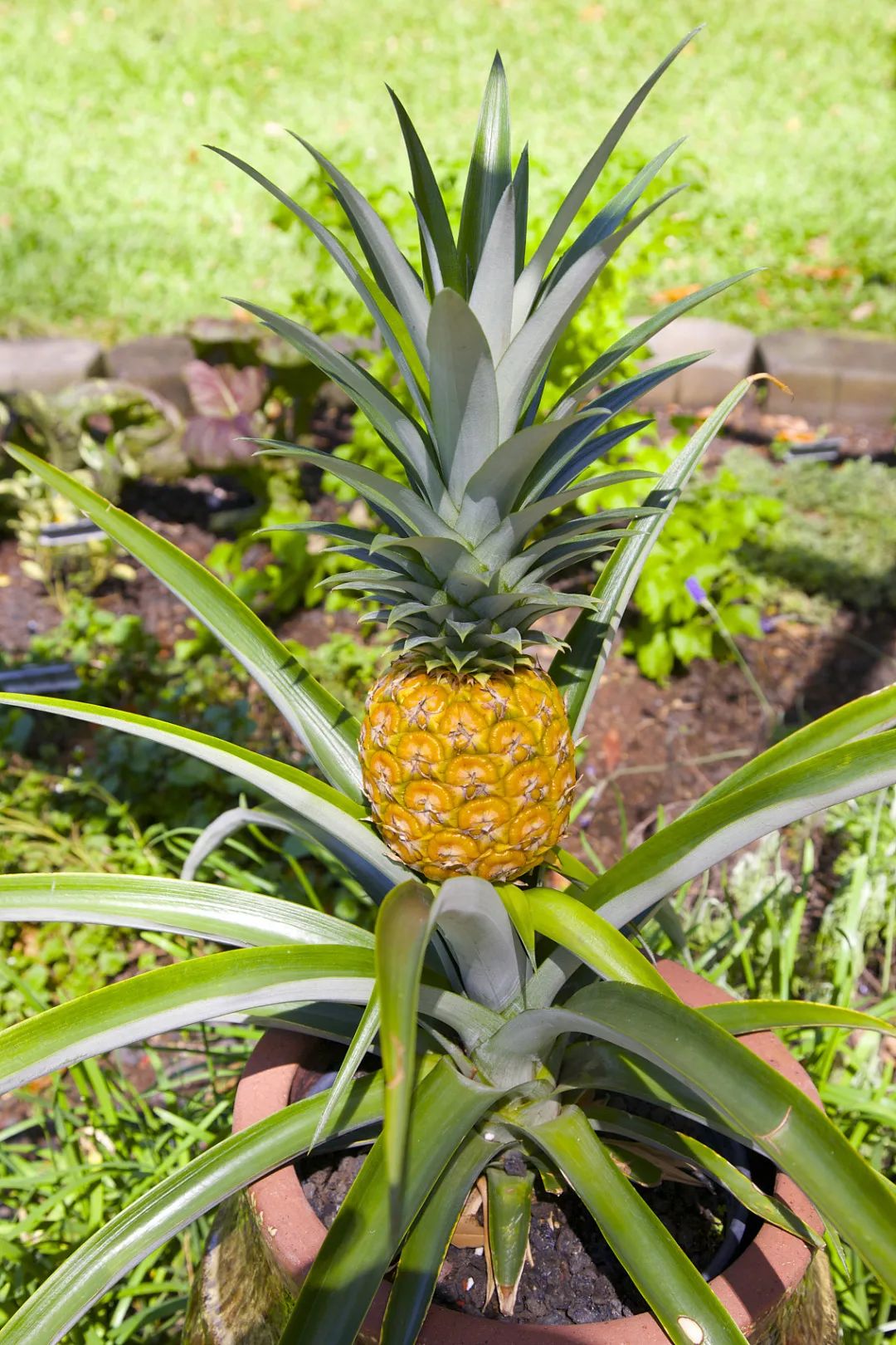 中国菠萝第一镇在哪里,波罗的海在中国哪个省