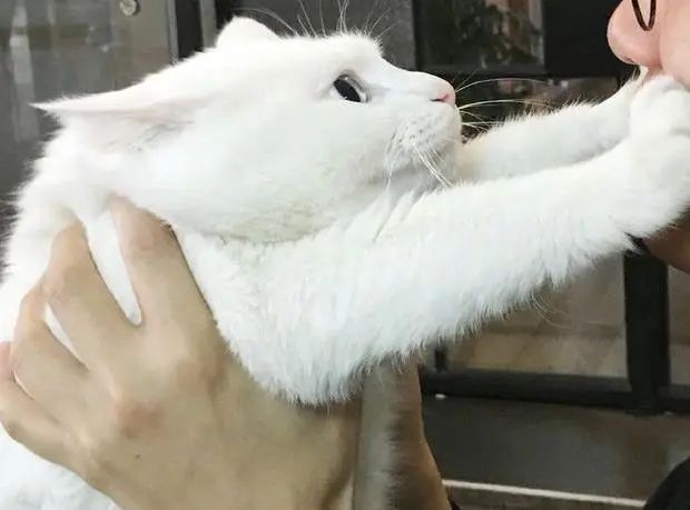 猫是当代年轻人的精神寄托,为什么说猫是最完美的猎手
