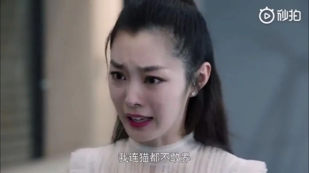 猫是当代年轻人的精神寄托,为什么说猫是最完美的猎手