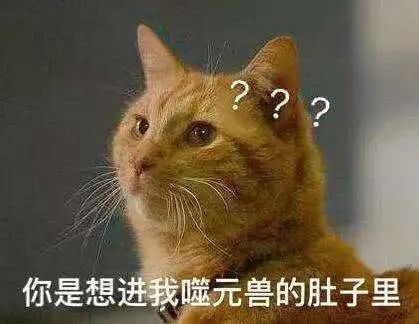 猫是当代年轻人的精神寄托,为什么说猫是最完美的猎手