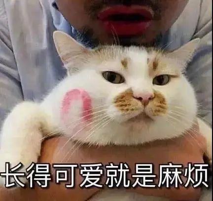 猫是当代年轻人的精神寄托,为什么说猫是最完美的猎手