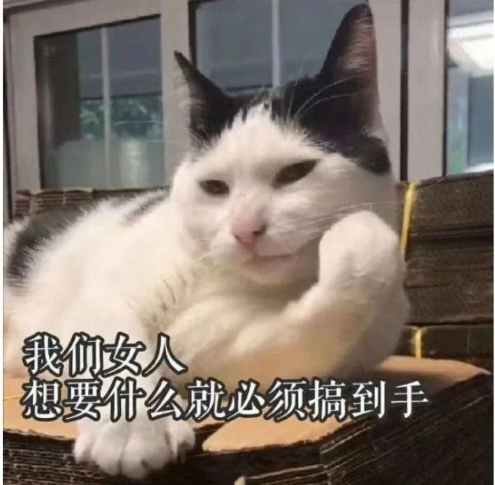 猫是当代年轻人的精神寄托,为什么说猫是最完美的猎手