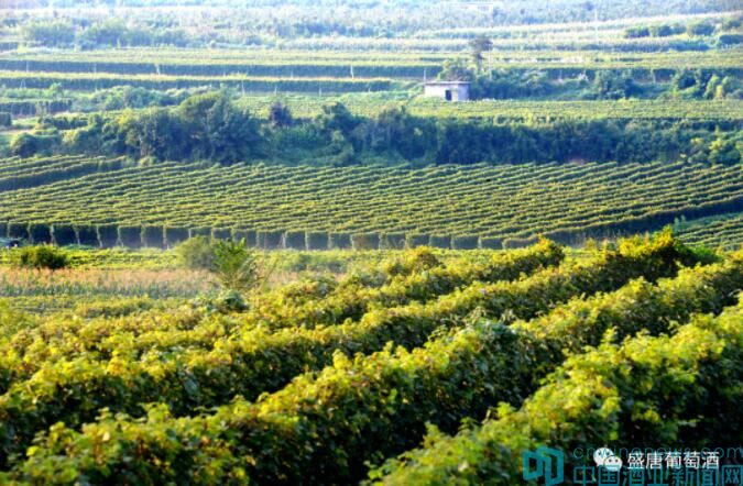 想开个酒庄应该先做什么,做酒庄真的赚钱吗