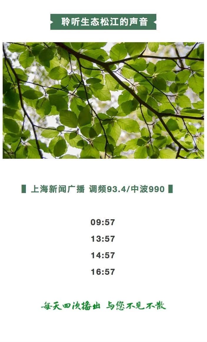 松江新桥镇有发展前途吗,松江新桥那边发展如何