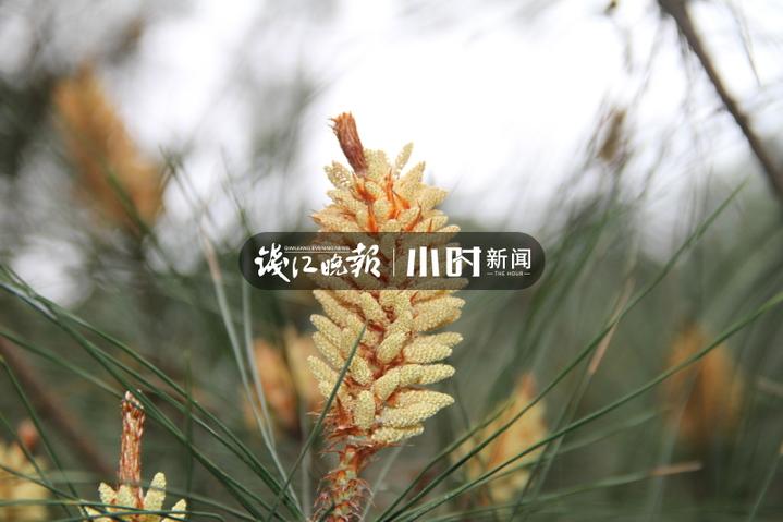你吃过吗？松树花开满枝清香，这时节浙东一带乡间人手一只松花金团