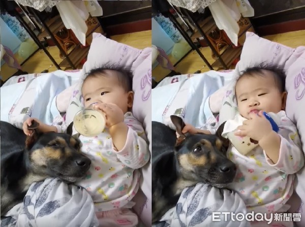 萌犬窝肚子陪喝奶　下秒惊恐张眼