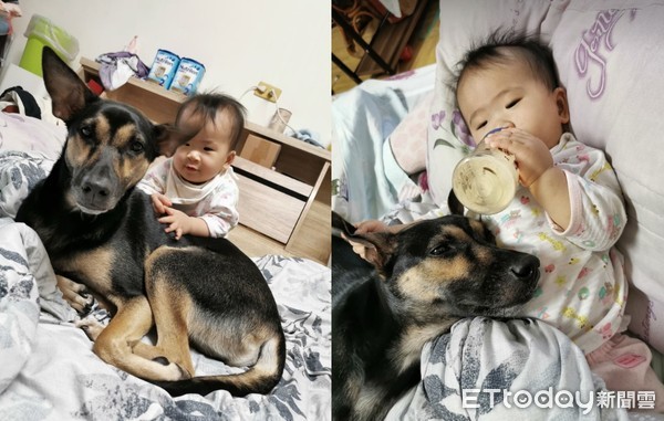 萌犬窝肚子陪喝奶　下秒惊恐张眼