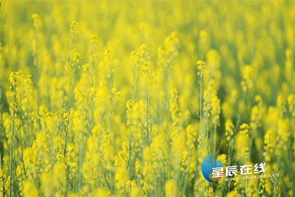 长沙湘绣古街旅游,长沙湘绣城游玩