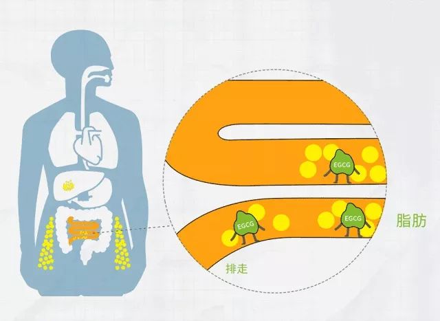 肚子上一抓一大把脂肪,肚子一抓一堆赘肉