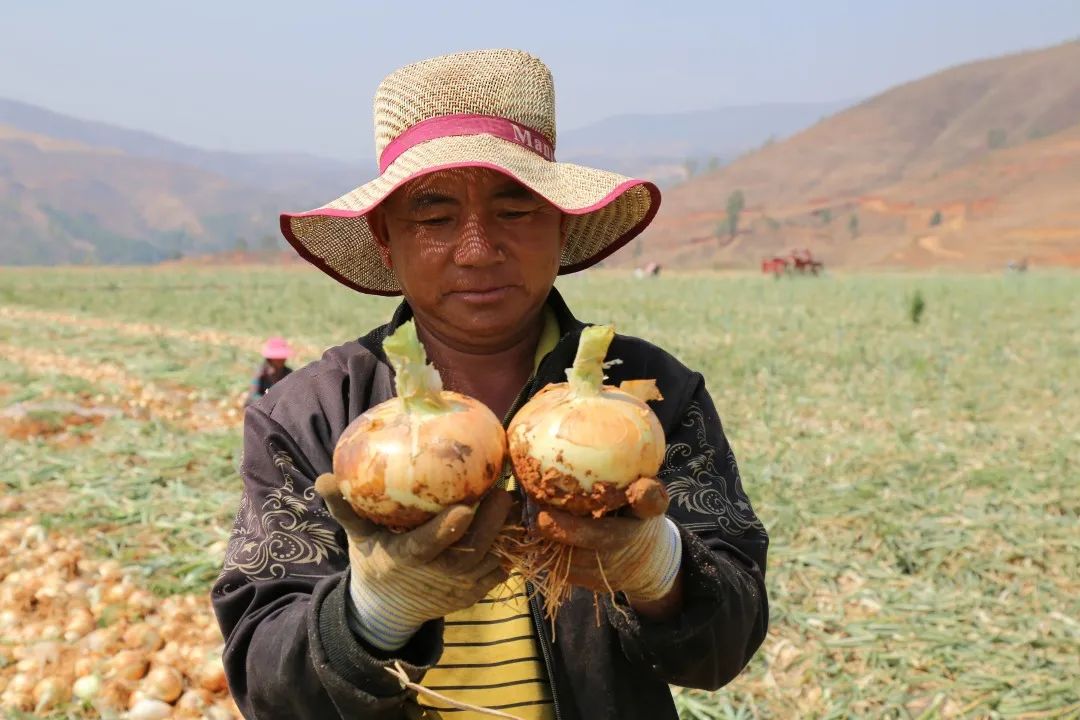 仅售9.9元/5斤！云南10万吨出口级洋葱困在地里，价格贱到农民流泪…央视已报道，恳请相助