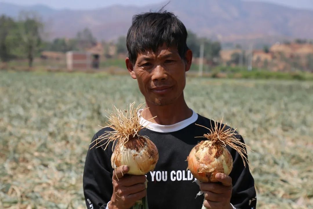 仅售9.9元/5斤！云南10万吨出口级洋葱困在地里，价格贱到农民流泪…央视已报道，恳请相助