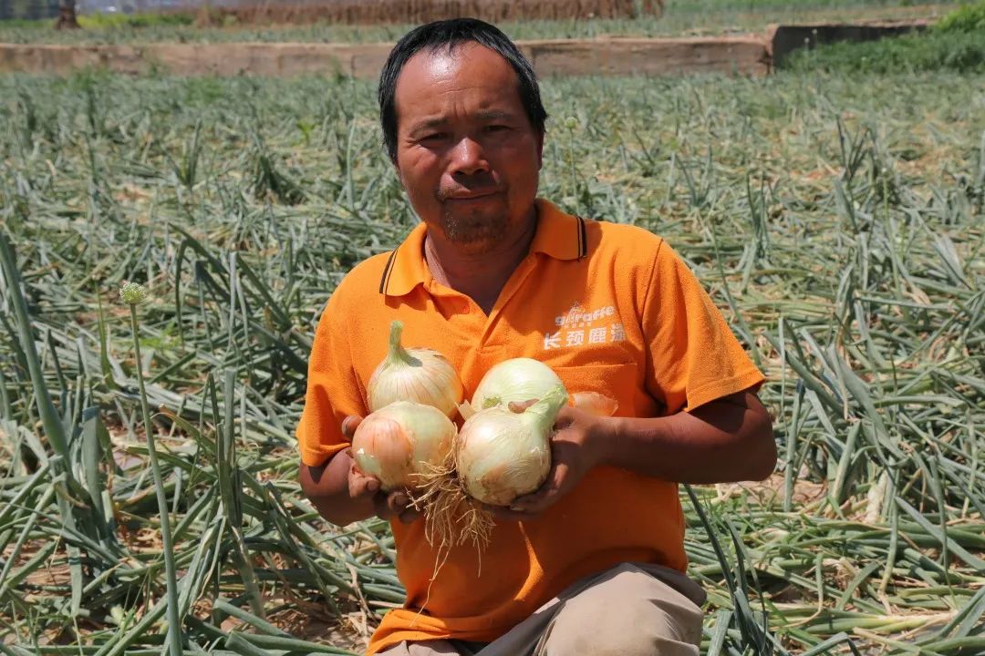 仅售9.9元/5斤！云南10万吨出口级洋葱困在地里，价格贱到农民流泪…央视已报道，恳请相助