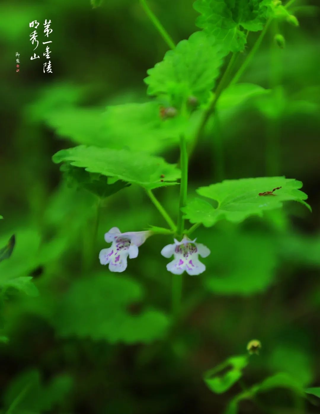 栖霞山植物百科视频,栖霞山上的植物