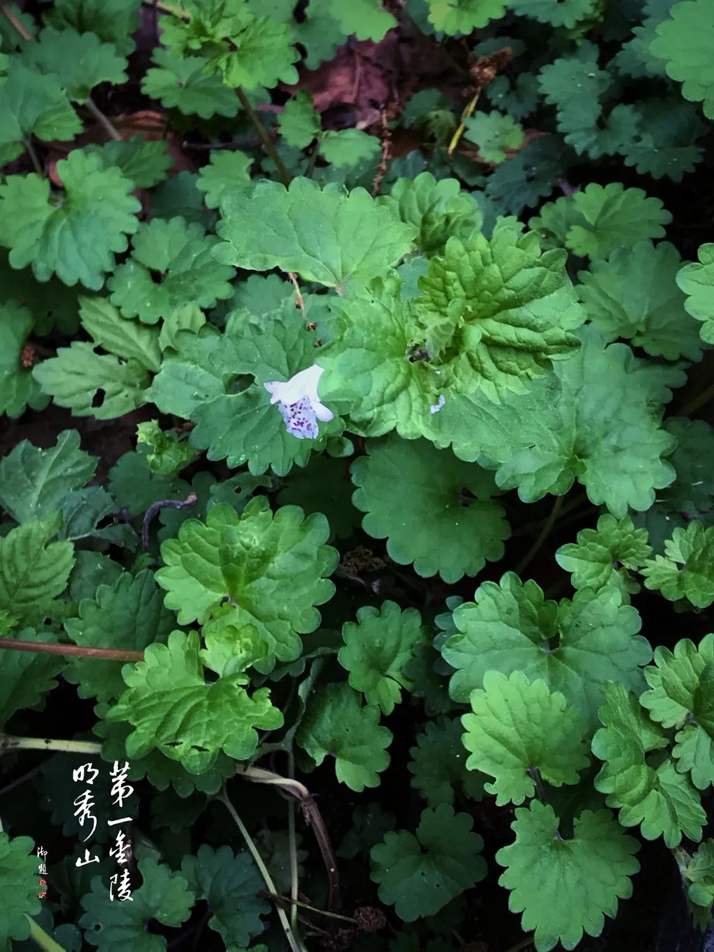 栖霞山植物百科视频,栖霞山上的植物