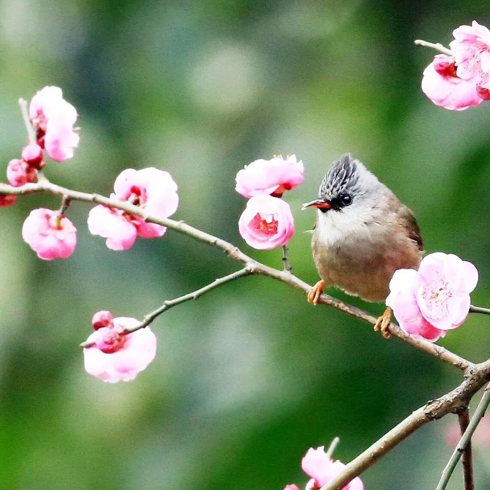 十首最美咏春诗词,咏春诗欣赏
