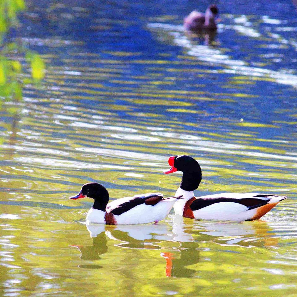 十首最美咏春诗词,咏春诗欣赏
