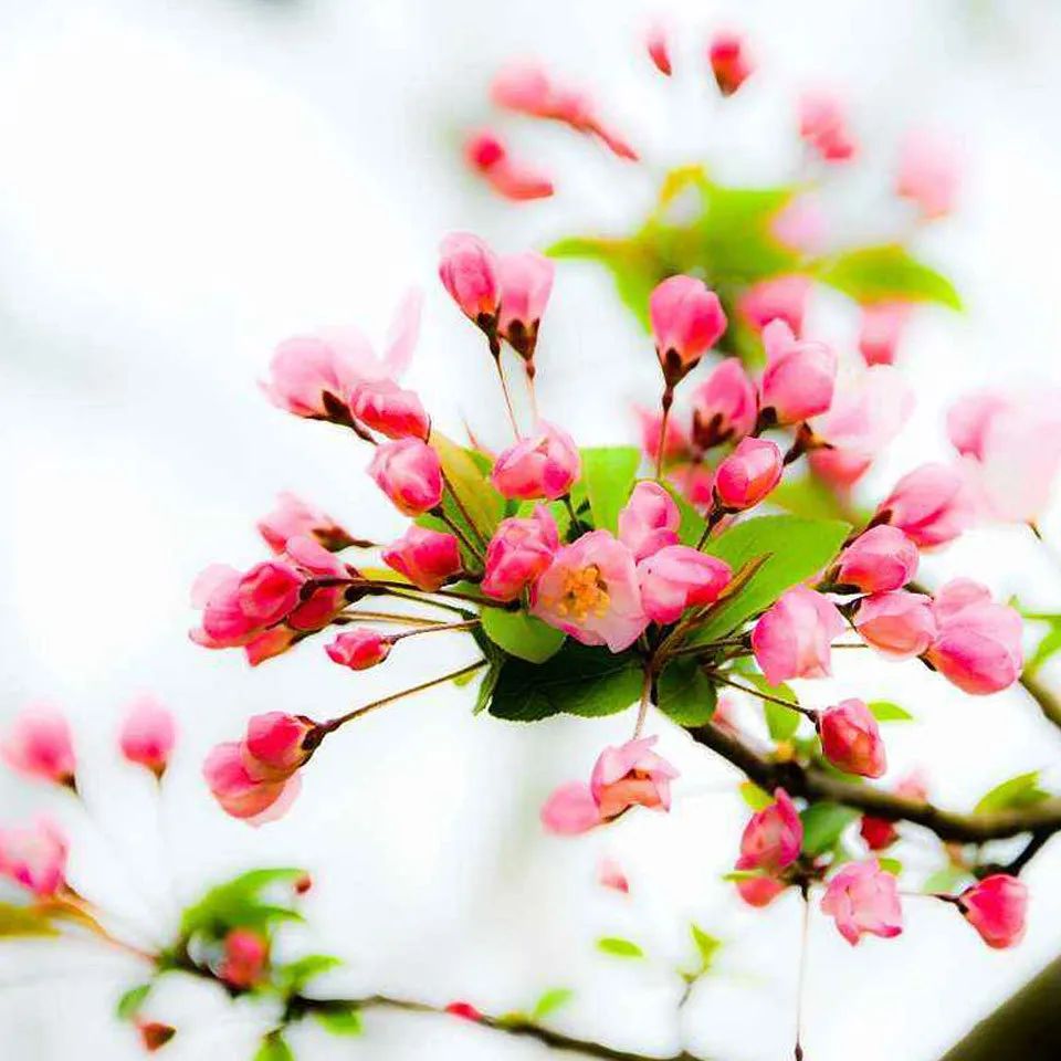 十首最美咏春诗词,咏春诗欣赏