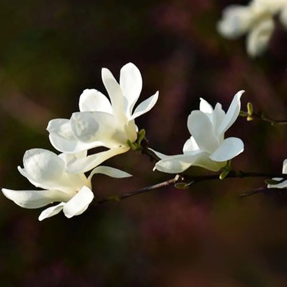 十首最美咏春诗词,咏春诗欣赏