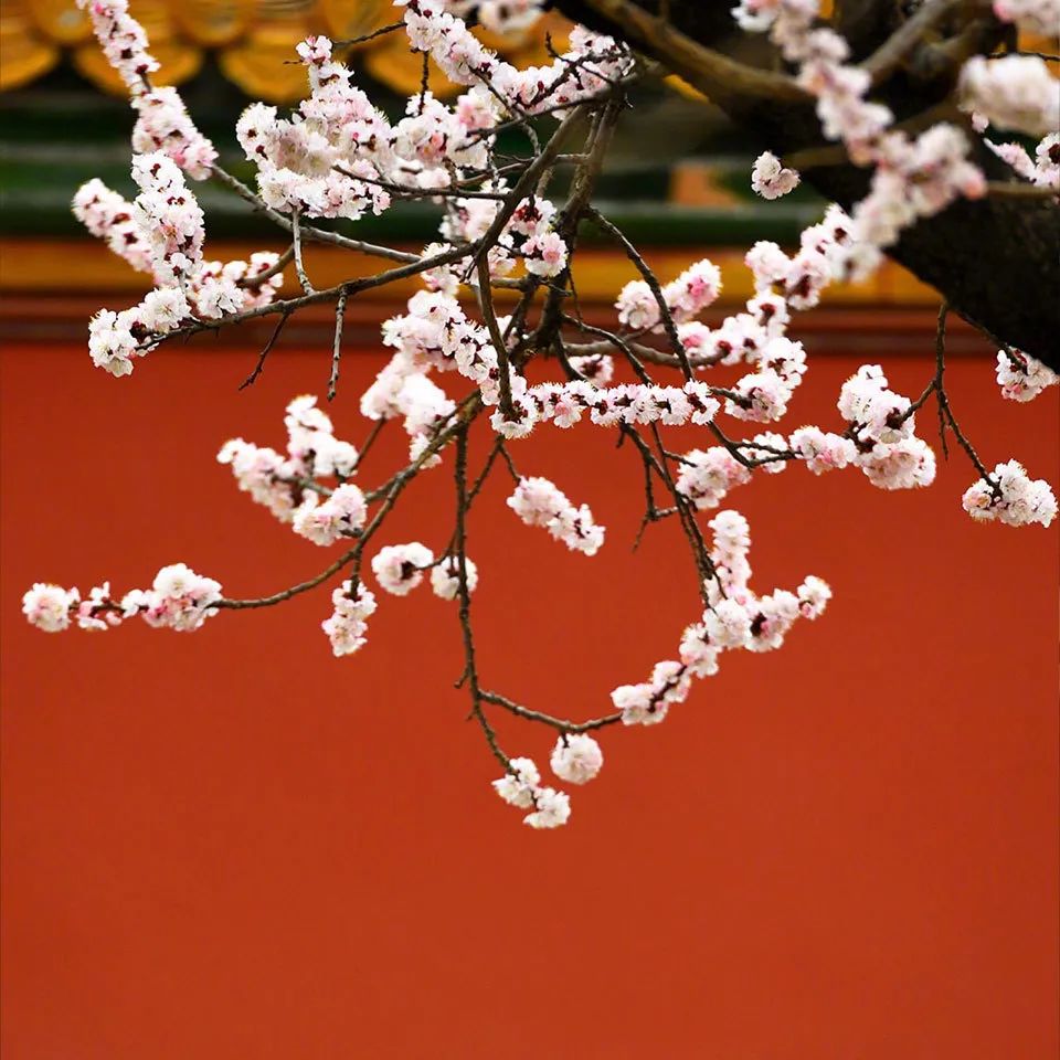 十首最美咏春诗词,咏春诗欣赏