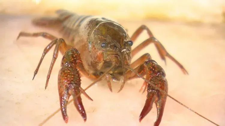 小龙虾美味又简单的做法,又麻又辣的小龙虾怎么做才好吃