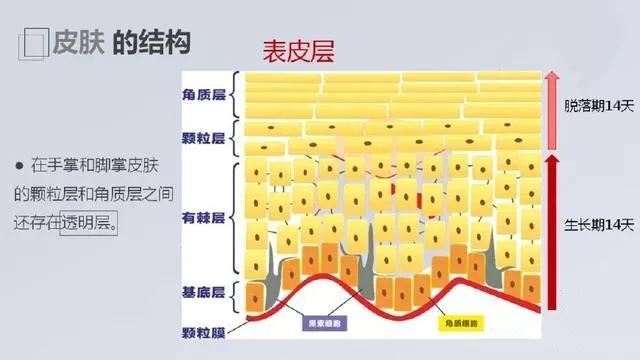 珊苏丽祛痘洁面皂,姗苏丽果酸洁面皂