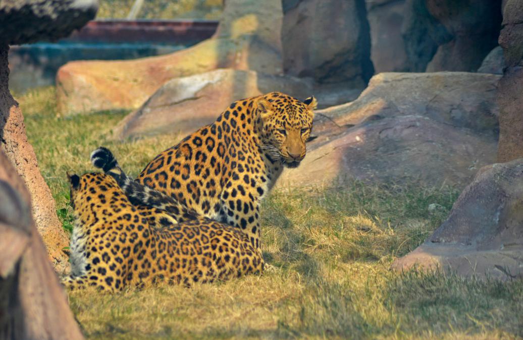 福清永鸿野生动物园要准备什么,夜游福清永鸿野生动物世界