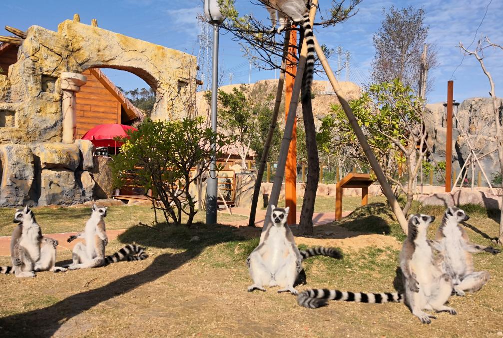 福清永鸿野生动物园要准备什么,夜游福清永鸿野生动物世界