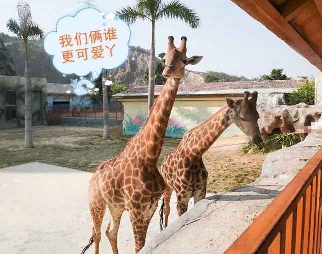 福清永鸿野生动物园玩几个小时,福清永鸿野生动物世界要玩多久