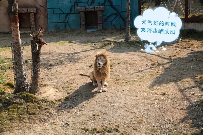 福清永鸿野生动物园玩几个小时,福清永鸿野生动物世界要玩多久