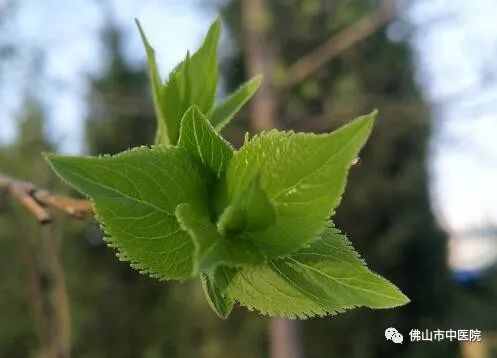 石斛天麻煲汤的做法大全,石斛灵芝汤的做法有什么功效