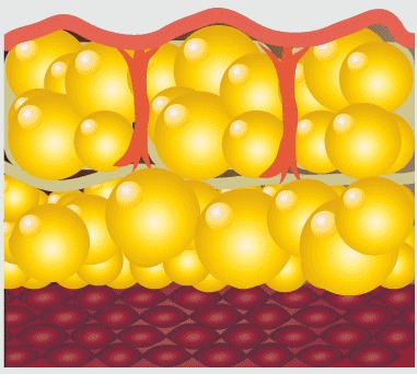 吃日本小丸子减肥吗,日本减肥小丸子