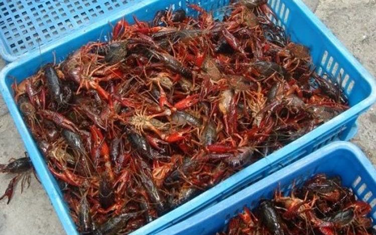 你的小龙虾已在路上！到底吃不吃