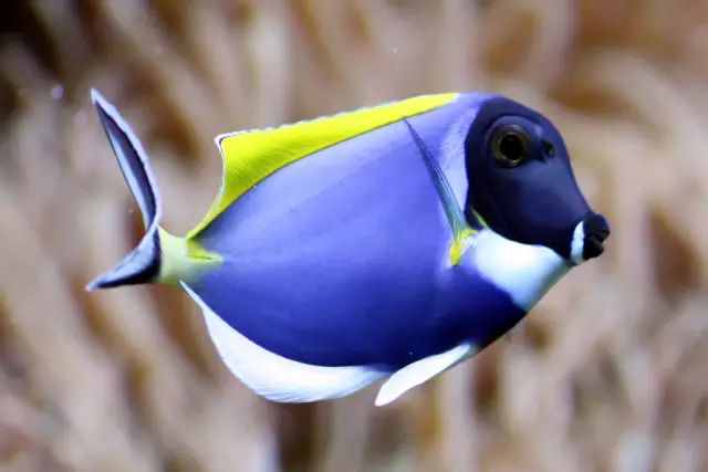 吊类人称“小恶魔”，看我怎么收拾它