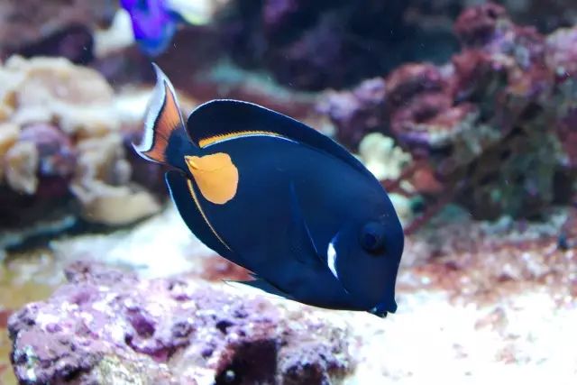 吊类人称“小恶魔”，看我怎么收拾它