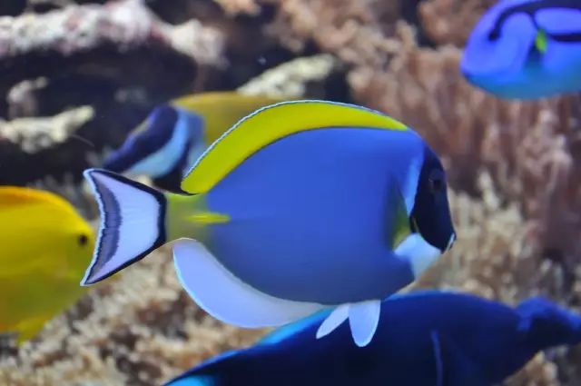 吊类人称“小恶魔”，看我怎么收拾它