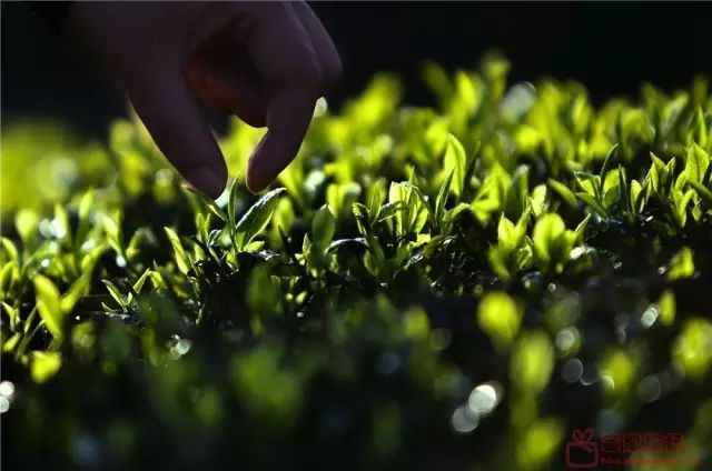 买它！谢谢你，为宣恩拼过单