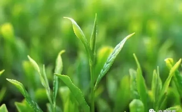 买它！谢谢你，为宣恩拼过单