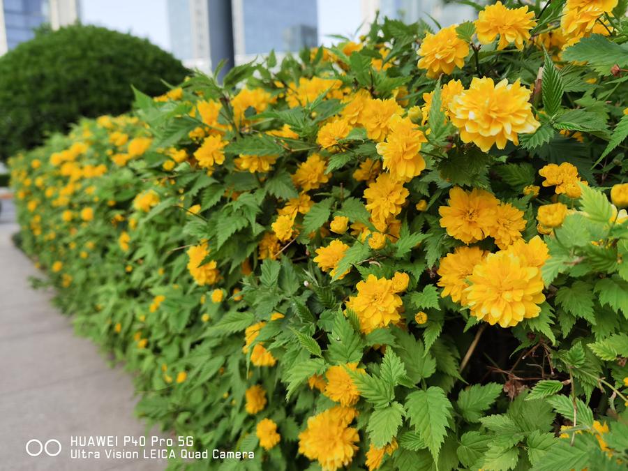 华为p40provs华为mate40pro,全面进化篇