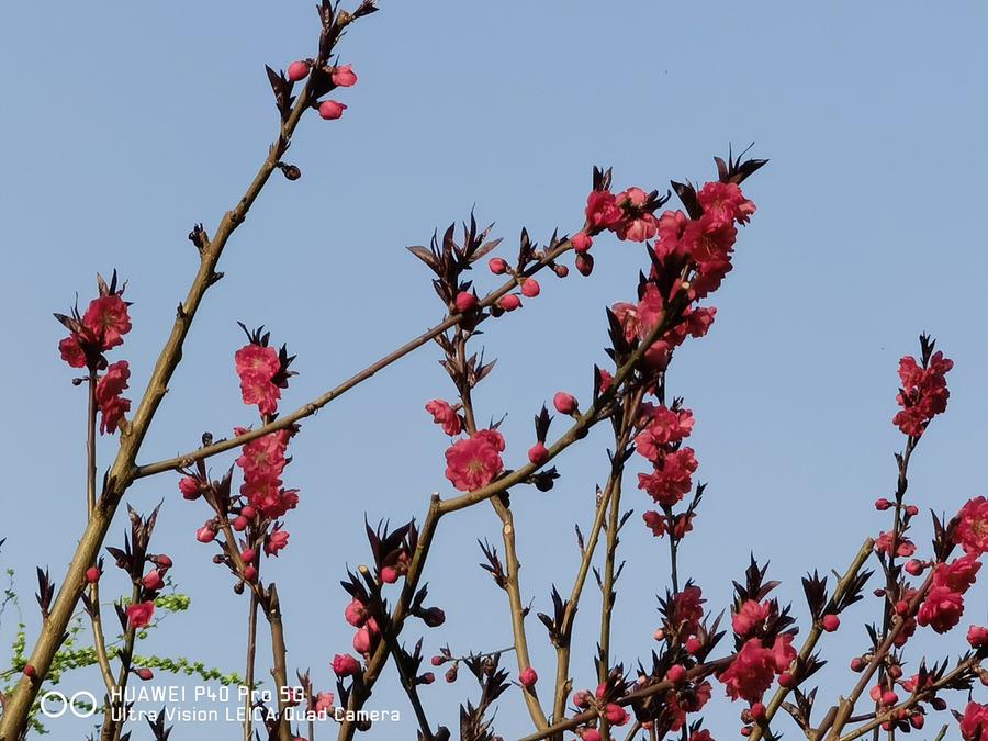 华为p40provs华为mate40pro,全面进化篇